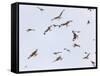 Large Group of Red Kites (Milvus Milvus) in Flight, Powys, Rhayader, Wales, UK-Mu?oz-Framed Stretched Canvas