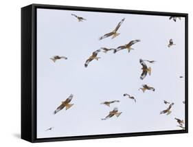 Large Group of Red Kites (Milvus Milvus) in Flight, Powys, Rhayader, Wales, UK-Mu?oz-Framed Stretched Canvas