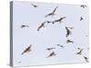 Large Group of Red Kites (Milvus Milvus) in Flight, Powys, Rhayader, Wales, UK-Mu?oz-Stretched Canvas