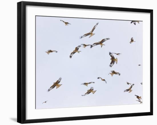 Large Group of Red Kites (Milvus Milvus) in Flight, Powys, Rhayader, Wales, UK-Mu?oz-Framed Photographic Print