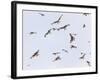 Large Group of Red Kites (Milvus Milvus) in Flight, Powys, Rhayader, Wales, UK-Mu?oz-Framed Photographic Print