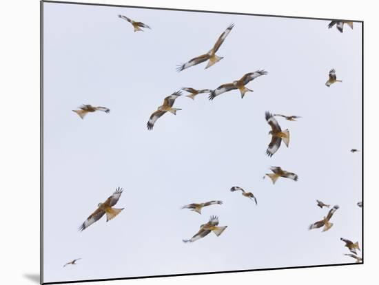 Large Group of Red Kites (Milvus Milvus) in Flight, Powys, Rhayader, Wales, UK-Mu?oz-Mounted Photographic Print