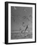 Large Group of Sea Gulls Flying Around and on Beach-Eliot Elisofon-Framed Photographic Print