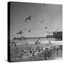 Large Group of Sea Gulls Flying Around and on the Beach-Eliot Elisofon-Stretched Canvas