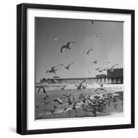 Large Group of Sea Gulls Flying Around and on the Beach-Eliot Elisofon-Framed Photographic Print