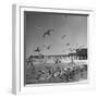 Large Group of Sea Gulls Flying Around and on the Beach-Eliot Elisofon-Framed Photographic Print