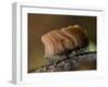 Large group of Slime mould, UK-Andy Sands-Framed Photographic Print