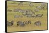 Large herd of Burchell's Zebra grazing in tall grass, Serengeti National Park, Tanzania, Africa-Adam Jones-Framed Stretched Canvas