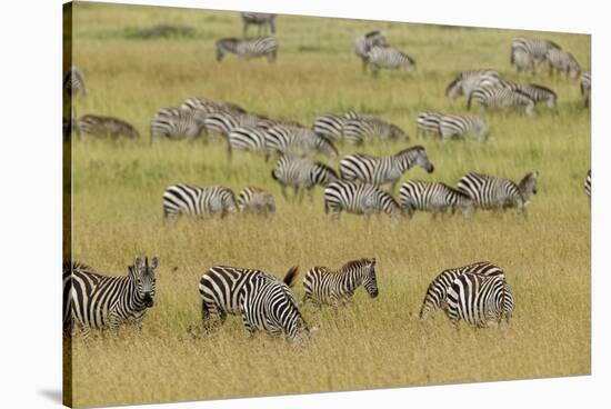 Large herd of Burchell's Zebra grazing in tall grass, Serengeti National Park, Tanzania, Africa-Adam Jones-Stretched Canvas