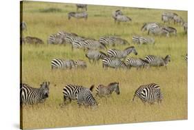 Large herd of Burchell's Zebra grazing in tall grass, Serengeti National Park, Tanzania, Africa-Adam Jones-Stretched Canvas