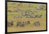 Large herd of Burchell's Zebra grazing in tall grass, Serengeti National Park, Tanzania, Africa-Adam Jones-Framed Photographic Print