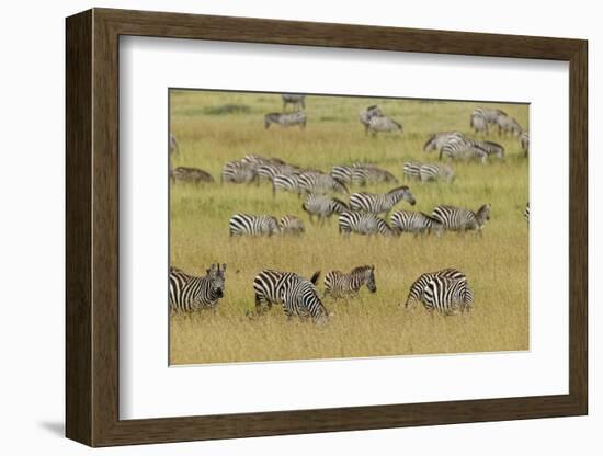 Large herd of Burchell's Zebra grazing in tall grass, Serengeti National Park, Tanzania, Africa-Adam Jones-Framed Photographic Print