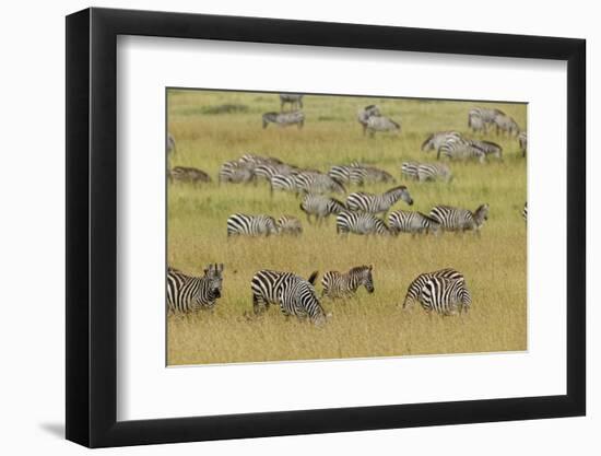Large herd of Burchell's Zebra grazing in tall grass, Serengeti National Park, Tanzania, Africa-Adam Jones-Framed Photographic Print