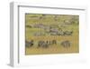 Large herd of Burchell's Zebra grazing in tall grass, Serengeti National Park, Tanzania, Africa-Adam Jones-Framed Photographic Print