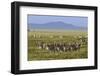 Large herd of Burchell's Zebra, Serengeti National Park, Tanzania, Africa-Adam Jones-Framed Photographic Print