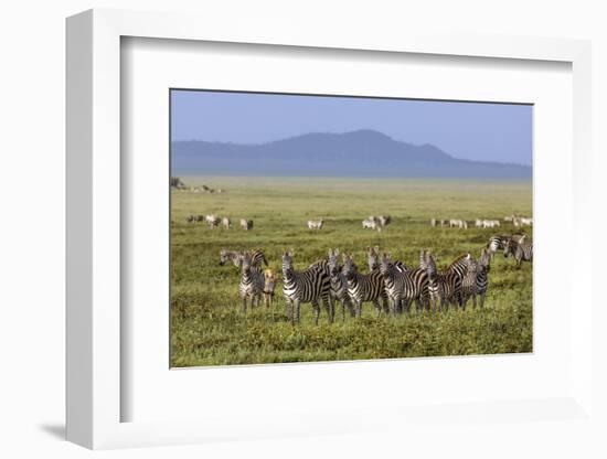 Large herd of Burchell's Zebra, Serengeti National Park, Tanzania, Africa-Adam Jones-Framed Photographic Print