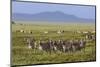 Large herd of Burchell's Zebra, Serengeti National Park, Tanzania, Africa-Adam Jones-Mounted Photographic Print