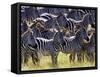 Large herd of Burchell's Zebras, Masai Mara Game Reserve, Kenya-Adam Jones-Framed Stretched Canvas