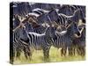 Large herd of Burchell's Zebras, Masai Mara Game Reserve, Kenya-Adam Jones-Stretched Canvas