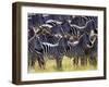 Large herd of Burchell's Zebras, Masai Mara Game Reserve, Kenya-Adam Jones-Framed Photographic Print