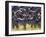 Large herd of Burchell's Zebras, Masai Mara Game Reserve, Kenya-Adam Jones-Framed Photographic Print