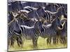 Large herd of Burchell's Zebras, Masai Mara Game Reserve, Kenya-Adam Jones-Mounted Photographic Print