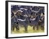 Large herd of Burchell's Zebras, Masai Mara Game Reserve, Kenya-Adam Jones-Framed Photographic Print