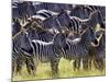 Large herd of Burchell's Zebras, Masai Mara Game Reserve, Kenya-Adam Jones-Mounted Photographic Print