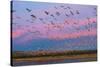 Large herd of Snow geese Soccoro, New Mexico, USA-Panoramic Images-Stretched Canvas