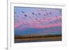 Large herd of Snow geese Soccoro, New Mexico, USA-Panoramic Images-Framed Photographic Print