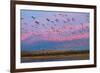 Large herd of Snow geese Soccoro, New Mexico, USA-Panoramic Images-Framed Photographic Print