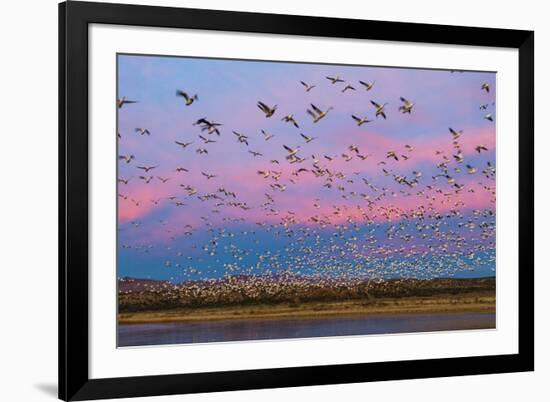 Large herd of Snow geese Soccoro, New Mexico, USA-Panoramic Images-Framed Photographic Print