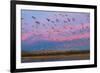 Large herd of Snow geese Soccoro, New Mexico, USA-Panoramic Images-Framed Photographic Print