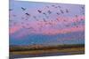 Large herd of Snow geese Soccoro, New Mexico, USA-Panoramic Images-Mounted Photographic Print