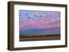 Large herd of Snow geese Soccoro, New Mexico, USA-Panoramic Images-Framed Photographic Print