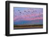 Large herd of Snow geese Soccoro, New Mexico, USA-Panoramic Images-Framed Photographic Print