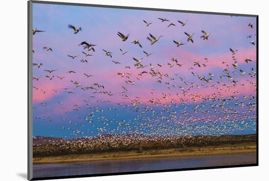 Large herd of Snow geese Soccoro, New Mexico, USA-Panoramic Images-Mounted Photographic Print