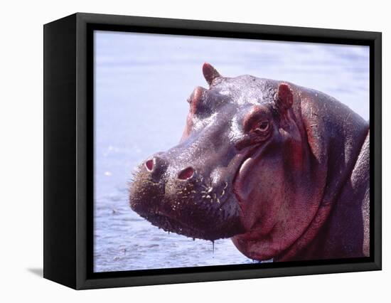 Large Hippo Portrait, Tanzania-David Northcott-Framed Stretched Canvas