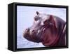 Large Hippo Portrait, Tanzania-David Northcott-Framed Stretched Canvas