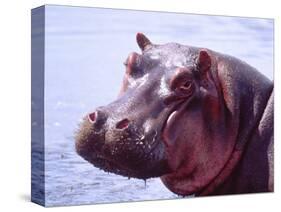 Large Hippo Portrait, Tanzania-David Northcott-Stretched Canvas