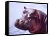Large Hippo Portrait, Tanzania-David Northcott-Framed Stretched Canvas