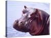 Large Hippo Portrait, Tanzania-David Northcott-Stretched Canvas