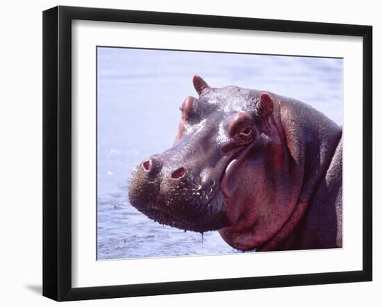 Large Hippo Portrait, Tanzania-David Northcott-Framed Premium Photographic Print