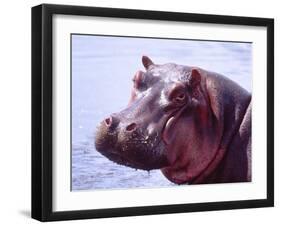 Large Hippo Portrait, Tanzania-David Northcott-Framed Premium Photographic Print