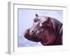 Large Hippo Portrait, Tanzania-David Northcott-Framed Premium Photographic Print
