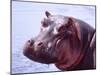 Large Hippo Portrait, Tanzania-David Northcott-Mounted Premium Photographic Print