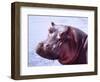 Large Hippo Portrait, Tanzania-David Northcott-Framed Photographic Print