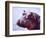 Large Hippo Portrait, Tanzania-David Northcott-Framed Photographic Print