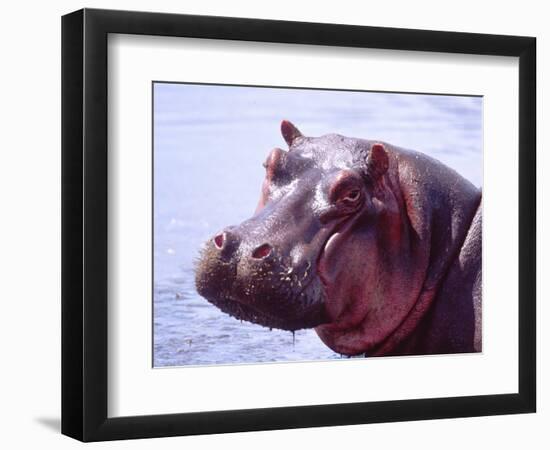 Large Hippo Portrait, Tanzania-David Northcott-Framed Photographic Print