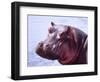 Large Hippo Portrait, Tanzania-David Northcott-Framed Photographic Print